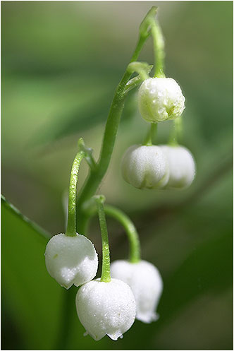 muguet